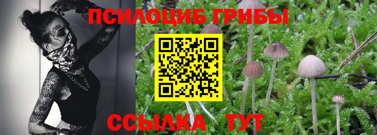 Тихвин  Псилоцибиновые грибы MAGIC MUSHROOMS  Вход с VPN 